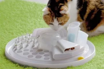 Katzenspielzeug zur Beschäftigung der Katze
