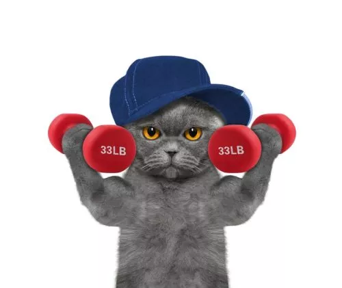 Fitnesstrainig für Katzen