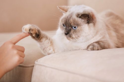 Erkennen wann die Katze Lust zum Spielen hat