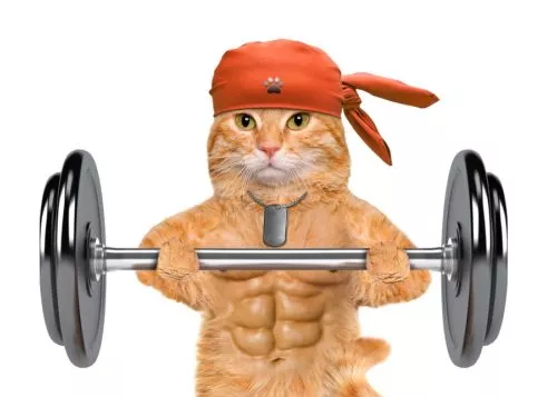 Fitness für Katzen