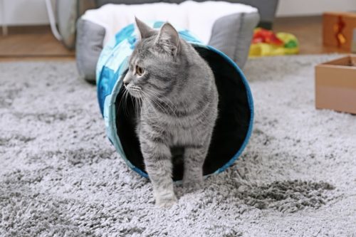 Katzentunnel - Katzenspielzeug für kleine Entdecker
