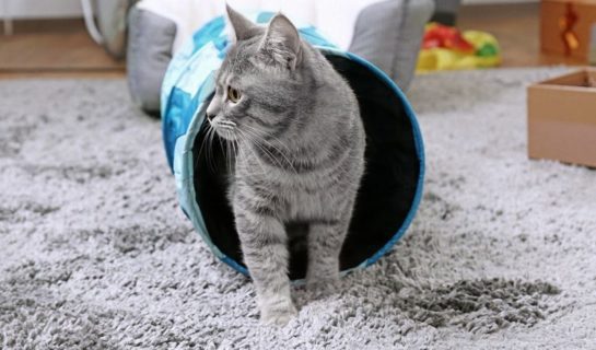 Katzentunnel – Spieltunnel für kleine Entdecker