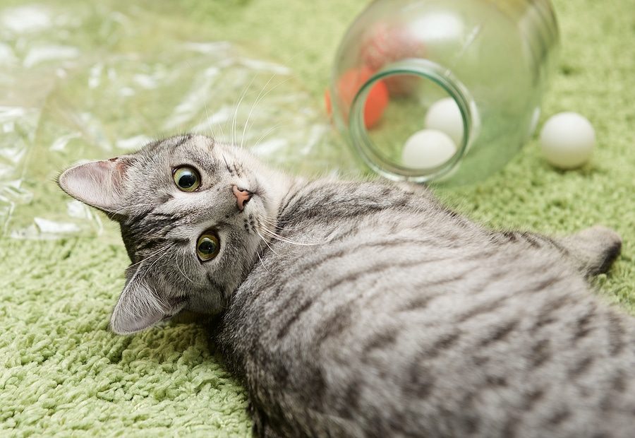 Katzenspielzeug selber machen