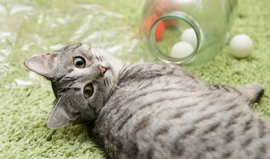 Katzenspielzeug selber machen – leicht und lustig