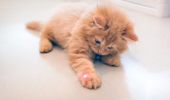 Laserpointer für Katzen – Was taugt es als Katzenspielzeug?