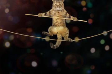 Kann man eine Katze wirklich trainieren? Tipps & Tricks