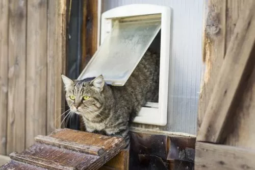 Katzenklappen für Freigänger Katzen