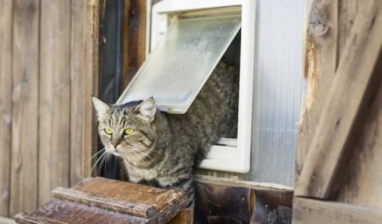 Ratgeber zu Katzenklappen