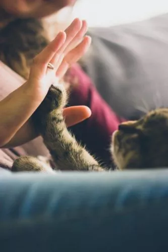 Katze an Katzenklappe gewöhnen