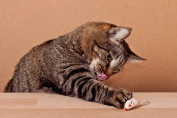 Ferngesteuertes Katzenspielzeug – Wecken Sie den Jagdtrieb der Katze