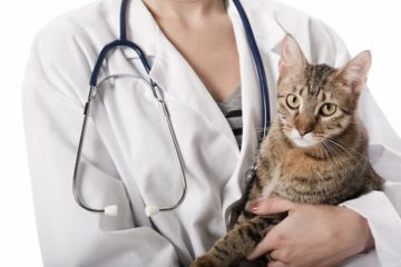 10 häufigsten Katzenkrankheiten & wie du diese vorzeitig erkennst