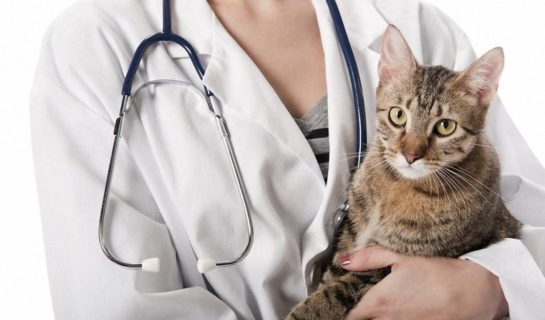 10 häufigsten Katzenkrankheiten & wie du diese vorzeitig erkennst