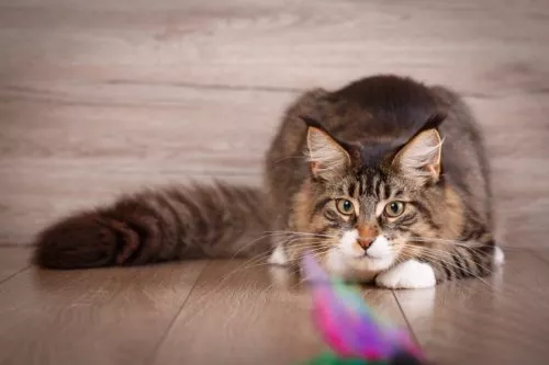 Der Jagdinstinkt bei Katzen - Das passende Katzenspielzeug