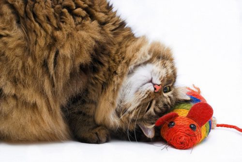 Spielzeugmäuse für Katzen
