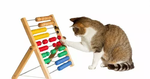 Intelligenzspielzeug für Katzen
