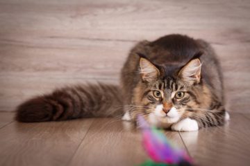 Der Jagdinstinkt bei Katzen – Finden Sie das richtige Katzenspielzeug