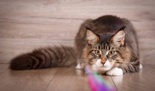 Der Jagdinstinkt bei Katzen – Finden Sie das richtige Katzenspielzeug