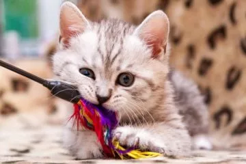 Ratgeber Katzenspielzeug – Das beste Spielzeug für Katzen