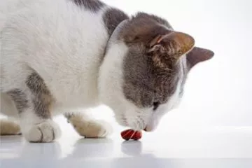 Pica-Syndrom bei Katzen
