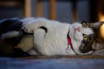 Tanzender Fisch für Katzen – Katzenspielzeug mit Spaßfaktor