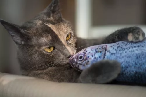 Katzen mit Fischspielzeug