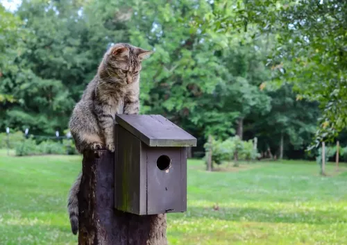 Katze jagt Vögel