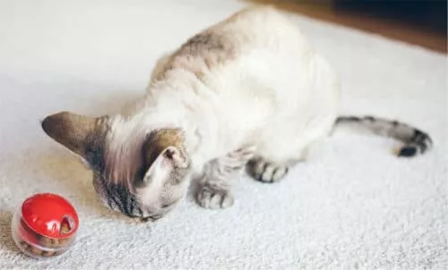 Futterball Katzenspielzeug Katze