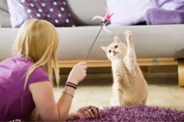 Katzenangel und Spielangel für Katzen – Gemeinsam spielen mit der Katze