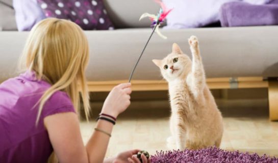 Katzenangel und Spielangel für Katzen – Gemeinsam spielen mit der Katze
