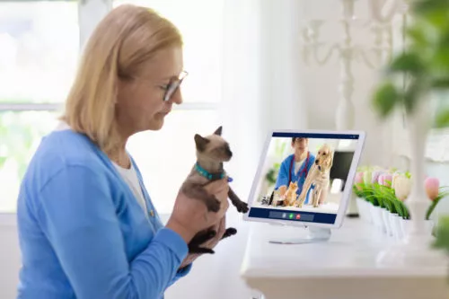 Video-Chat beim Online Tierarzt