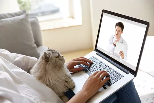 Digitale Sprechstunde beim Tierarzt