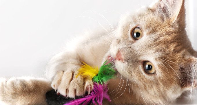 Katzenspielzeug und mehr für junge und alte Katzen
