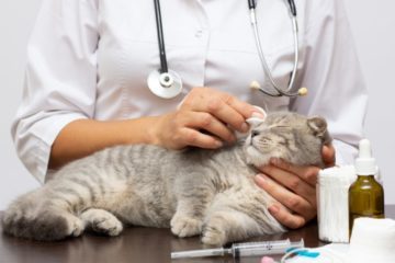 Krankenversicherung für Katzen: Kostenschutz für die teure OP