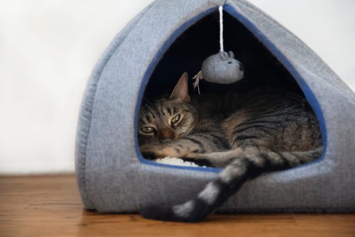Überdachtes Katzenbett - Katzenhöhle