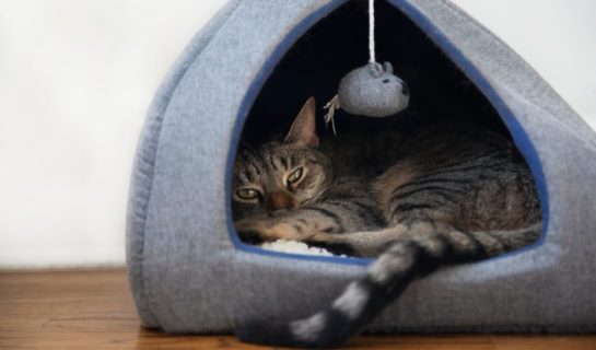 Überdachte Katzenbetten: Welches Modell passt zu deiner Katze?