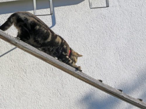 Leiter Katzen für den Balkon