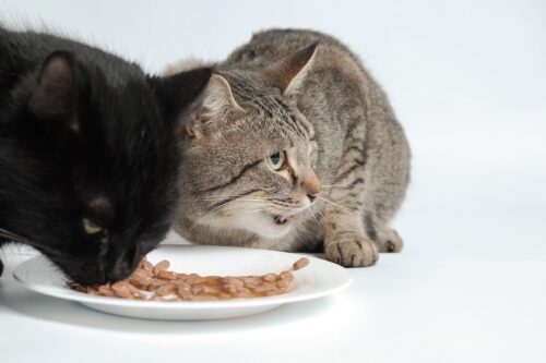 Katzenernährung bei Nierenproblemen