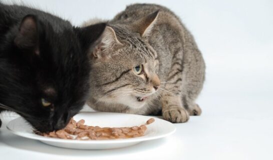 Die richtige Ernährung bei Nierenproblemen: Alles was Katzenhalter über Nierenfutter wissen sollten