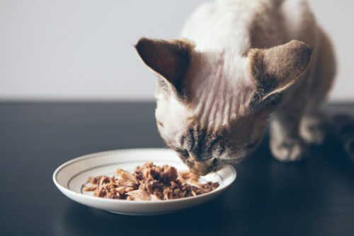 Selbstgemachtes Nierenfutter für Katzen